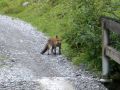 Fuchs
