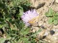 Schmetterling