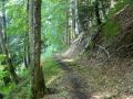 Waldweg