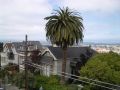 Palme Lombard