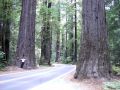 Tree 1