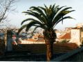 Palme