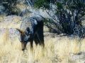 Coyote